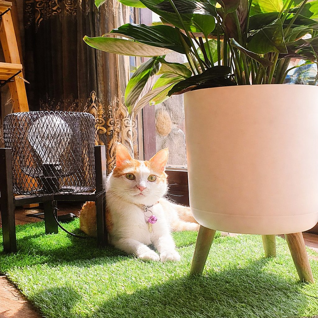 在一方溪杉勝境民宿 寵物友善：毛孩也是旅伴